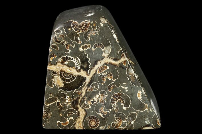 Polished Ammonites (Promicroceras) - Marston Magna Marble #131997